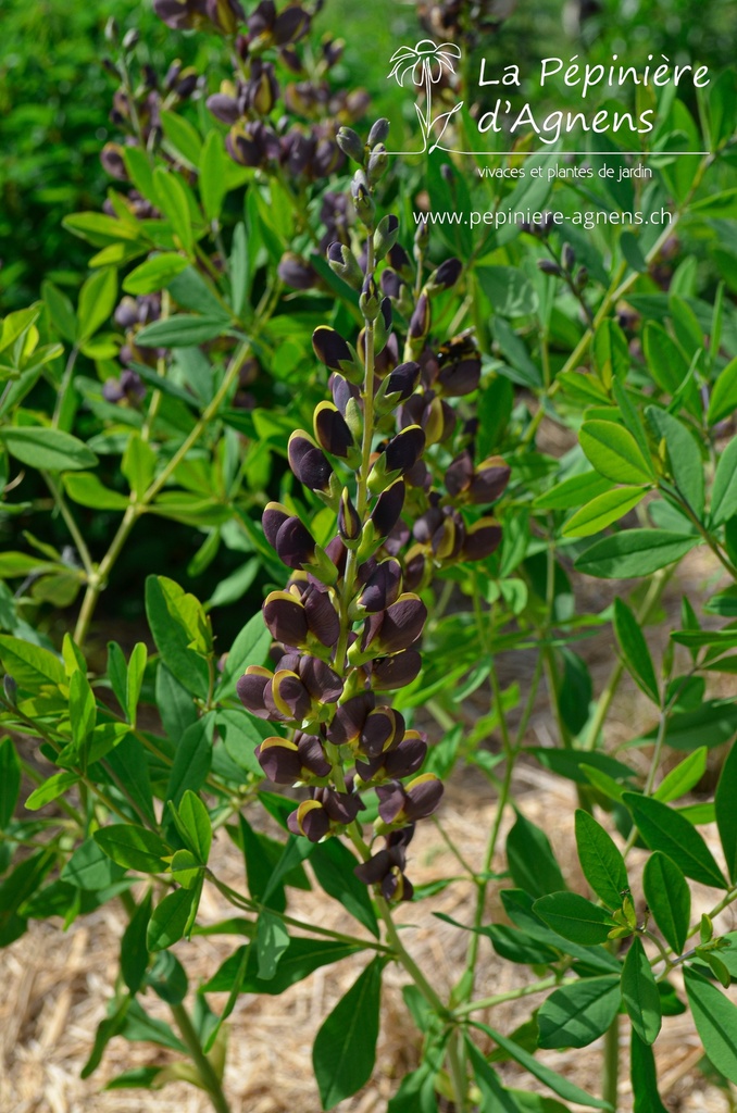 Baptisia hybride 'Chocolate Chip' - La pépinière d'Agnens