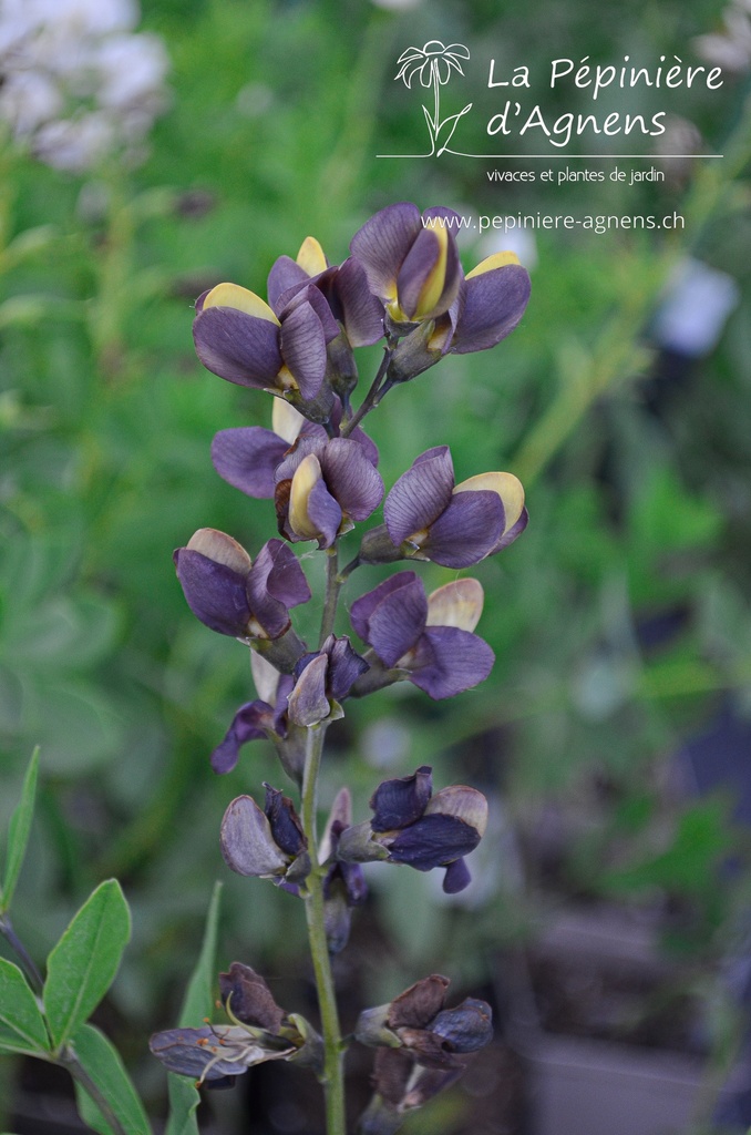 Baptisia hybride 'Chocolate Chip' - La pépinière d'Agnens