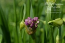 Allium hybride 'Millenium' - La pépinière d'Agnens