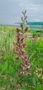 Baptisia hybride 'Chocolate Chip' - La pépinière d'Agnens