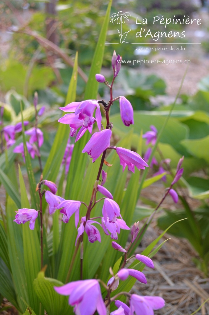 Bletilla striata - La pépinière d'Agnens