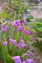 Bletilla striata - La pépinière d'Agnens