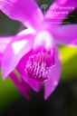 Bletilla striata - La pépinière d'Agnens