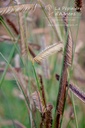 Bouteloua gracilis - La pépinière d'Agnens