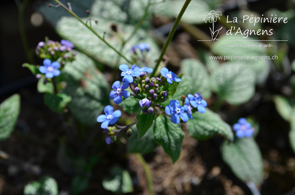 Brunnera macrophylla 'Jack Frost' ® - La pépinière d'Agnens