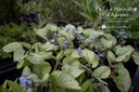 Brunnera macrophylla 'Jack Frost' ® - La pépinière d'Agnens