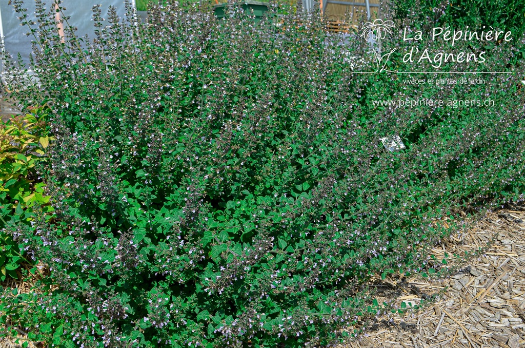 Calamintha nepeta 'Blue Cloud Strain' - La pépinière d'Agnens