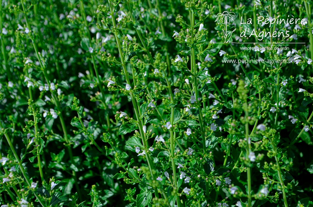 Calamintha nepeta 'Triumphator' - La pépinière d'Agnens