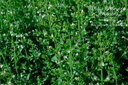 Calamintha nepeta 'Triumphator' - La pépinière d'Agnens