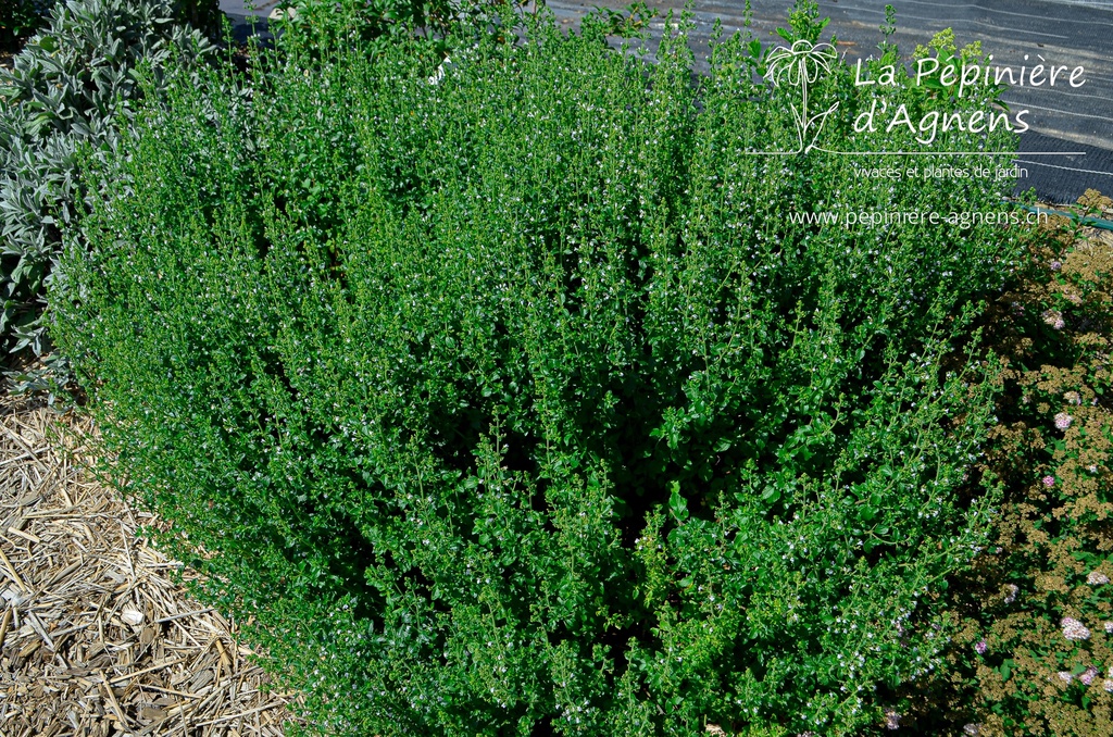 Calamintha nepeta 'Triumphator' - La pépinière d'Agnens