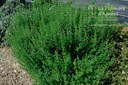 Calamintha nepeta 'Triumphator' - La pépinière d'Agnens