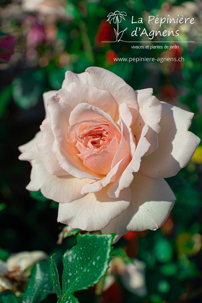 Rosa grimpant 'Penny Lane'- la Pépinière d'Agnens