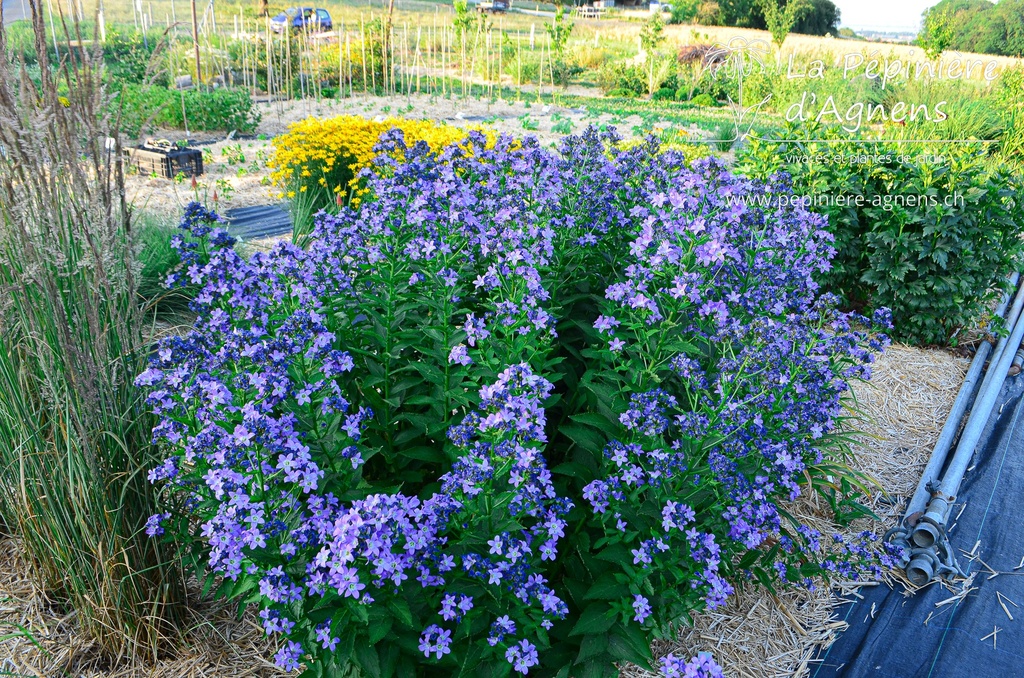 Campanula lactiflora 'Prichard's Variety' - La pépinière d'Agnens