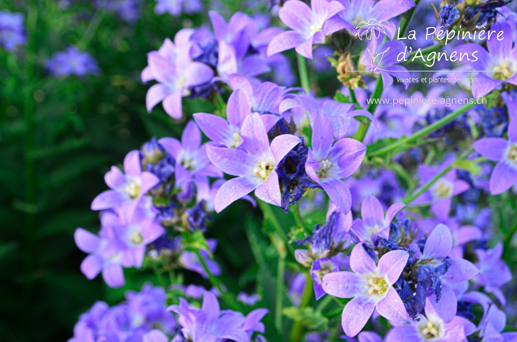 Campanula lactiflora 'Prichard's Variety'- La pépinière d'Agnens