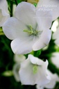 Campanula persicifolia 'Alba' - La pépinière d'Agnens