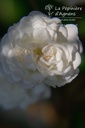 Rosa rampant 'Alba Meidiland'- la Pépinière d'Agnens