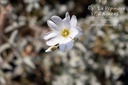 Cerastium tomentosum var.columnae 'Silberteppich'- La pépinière d'Agnens