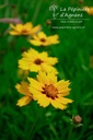 Coreopsis lanceolata 'Sterntaler'- La pépinière d'Agnens