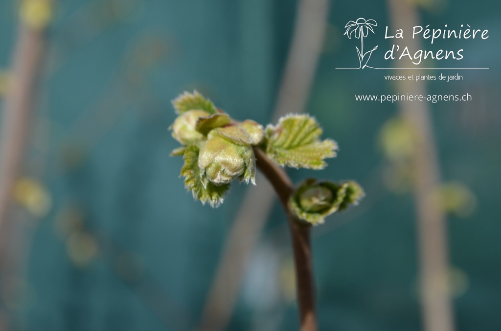 Corylus avellana 'Hallesche Riesennuss'- La pépinière d'Agnens