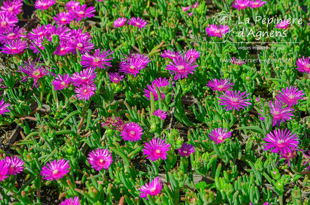 Delosperma cooperi- La pépinière d'Agnens