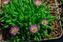 Delosperma hybride 'Luckhoffii'- La pépinière d'Agnens