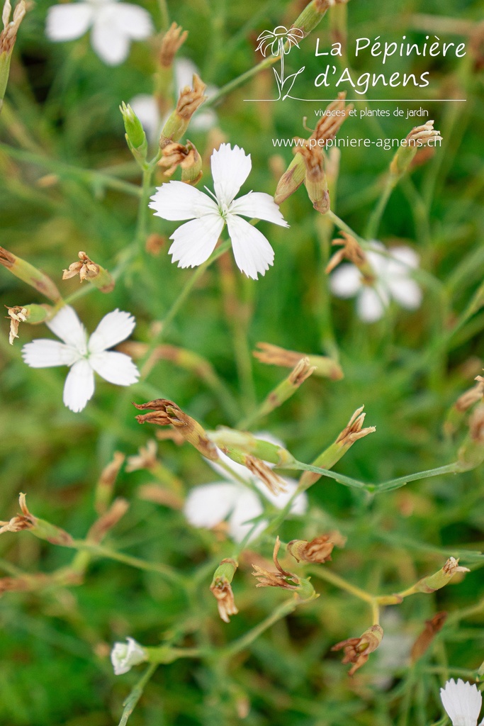 Dianthus deltoides 'Albus'- La pépinière d'Agnens