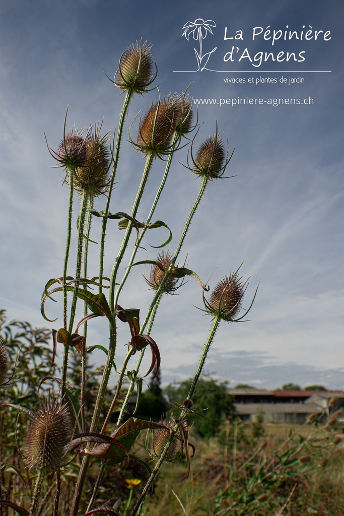 Dipsacus sylvestris- La pépinière d'Agnens