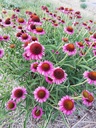 Echinacea hybride 'Rozenrad'- La pépinière d'Agnens