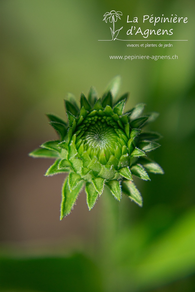 Echinacea hybride 'White Meditation'- La pépinière d'Agnens