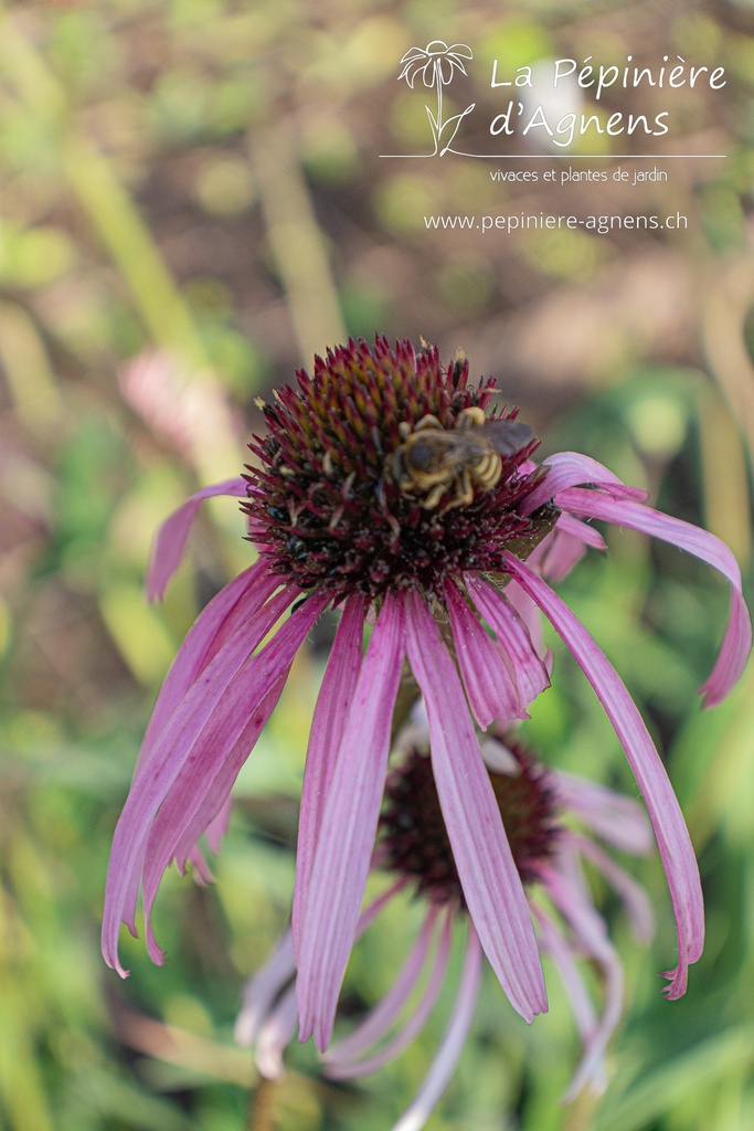 Echinacea pallida- La pépinière d'Agnens