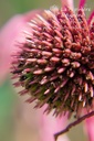 Echinacea pallida- La pépinière d'Agnens