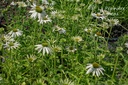 Echinacea purpurea 'Baby Swan White'- La pépinière d'Agnens