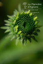 Echinacea purpurea 'Baby Swan White'- La pépinière d'Agnens