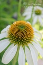 Echinacea purpurea 'Baby Swan White'- La pépinière d'Agnens