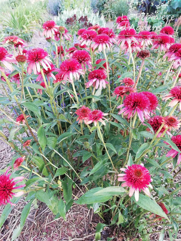 Echinacea purpurea 'Hot Papaya'- La pépinière d'Agnens