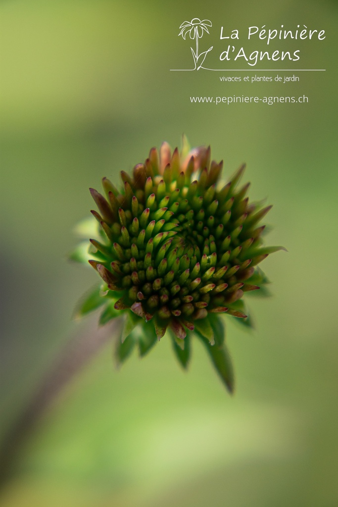 Echinacea purpurea 'Hot Papaya'- La pépinière d'Agnens