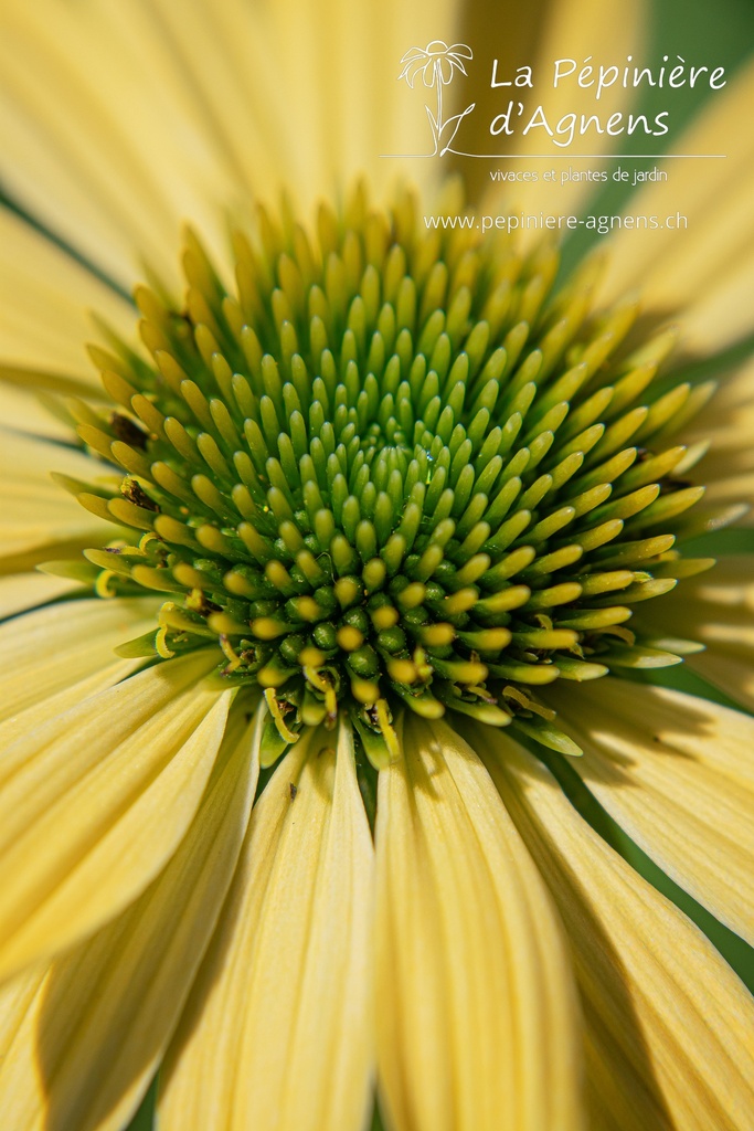 Echinacea purpurea 'Mellow Yellow'- La pépinière d'Agnens