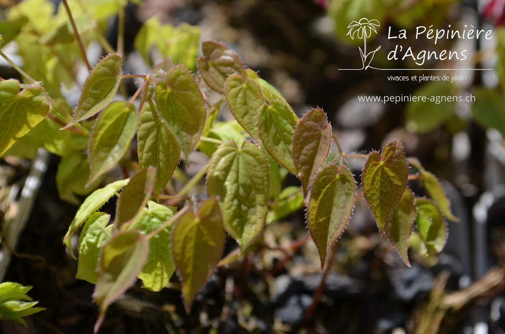 Epimedium rubrum (x)- La pépinière d'Agnens