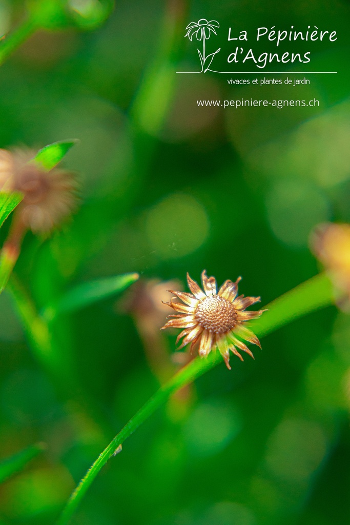 Erigeron karvinskianus- La pépinière d'Agnens