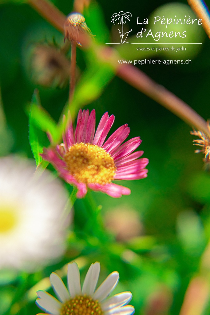 Erigeron karvinskianus- La pépinière d'Agnens