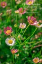 Erigeron karvinskianus- La pépinière d'Agnens