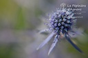 Eryngium planum 'Blaukappe'- La pépinière d'Agnens