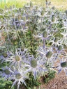 Eryngium zabelii (x) 'Big Blue'- La pépinière d'Agnens