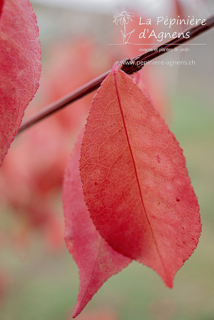 Euonymus alatus- La pépinière d'Agnens