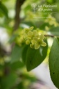 Euonymus alatus 'Compactus'- La pépinière d'Agnens