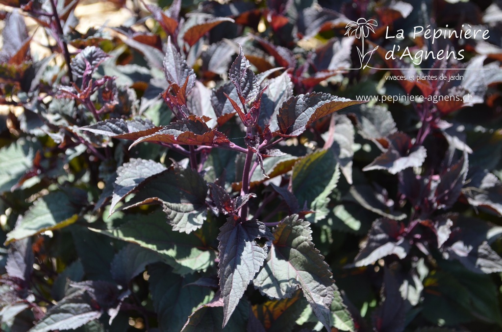 Eupatorium rugosum 'Chocolate'- La pépinière d'Agnens