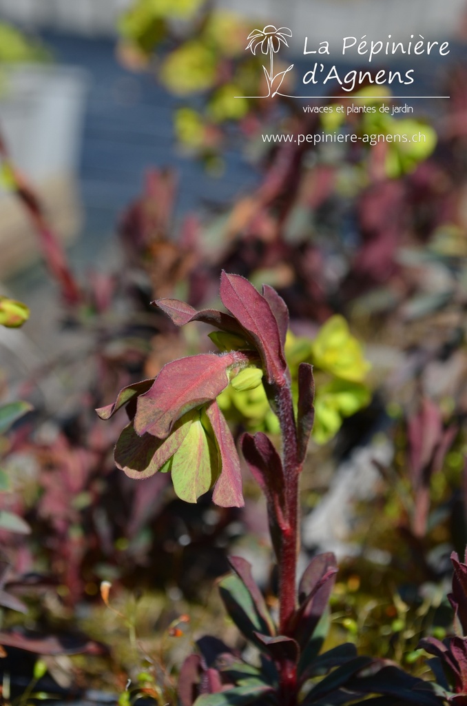 Euphorbia amygdaloides 'Purpurea'- La pépinière d'Agnens