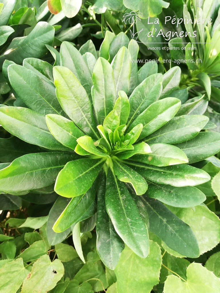 Euphorbia amygdaloides var. robbiae- La pépinière d'Agnens