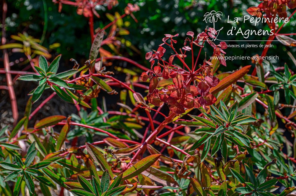 Euphorbia griffithii 'Dixter'- La pépinière d'Agnens