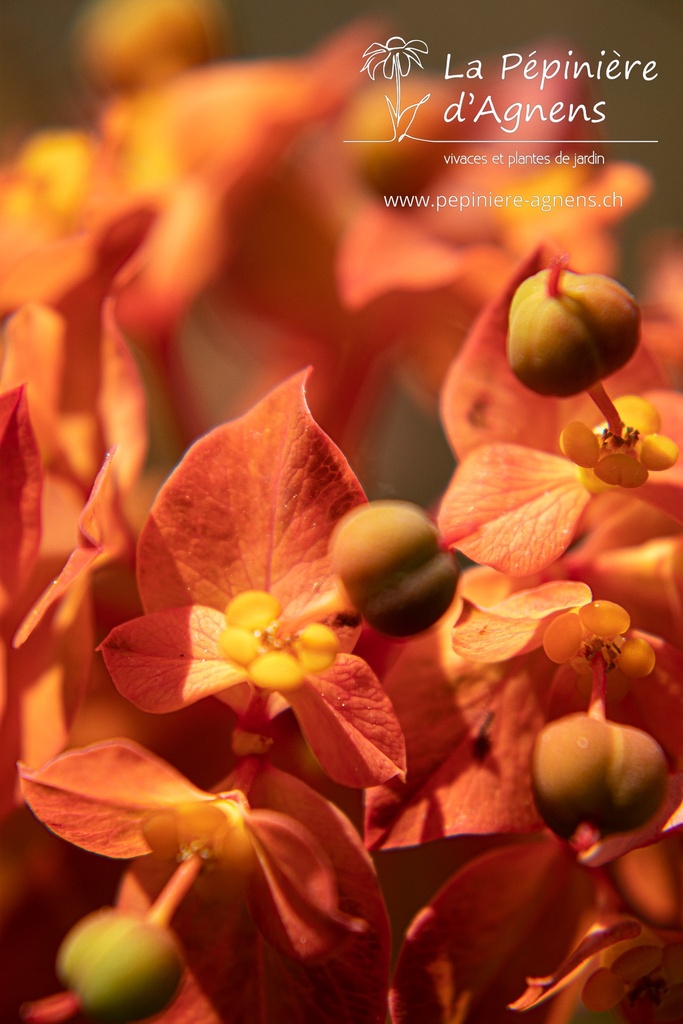 Euphorbia griffithii 'Dixter'- La pépinière d'Agnens